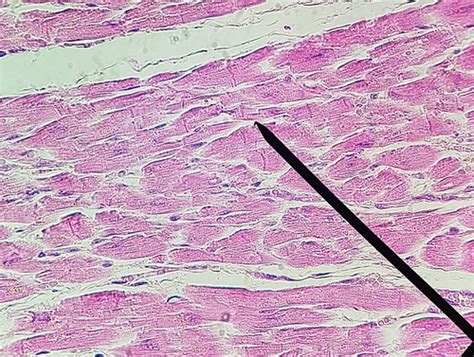 lab practical 1 Flashcards | Quizlet 