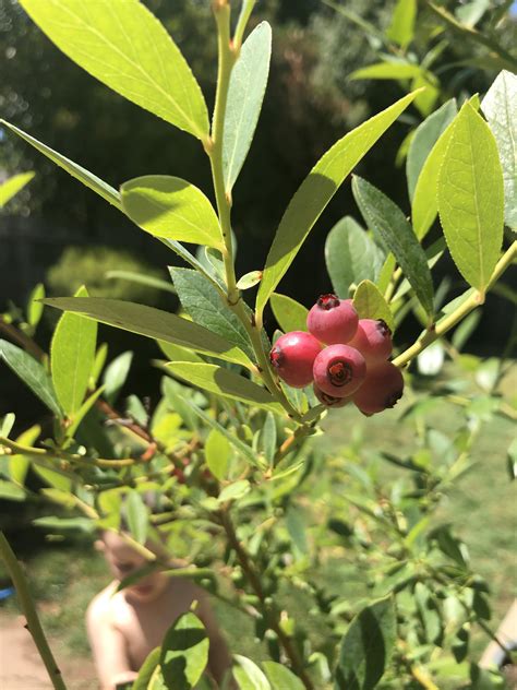 Pink Lemonade Blueberries Just Showing Off Their Glory R Gardening