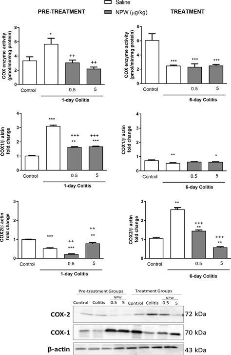 Colonic COX enzyme activity and COX-1 and COX-2 protein expression ...