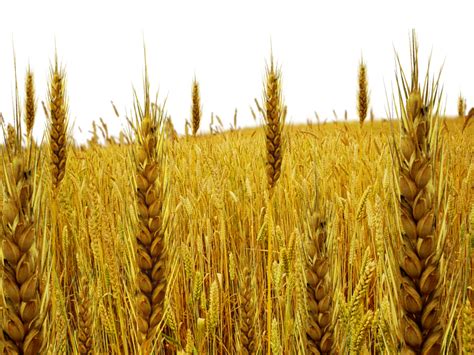 Wheat Field Png Png All Png All