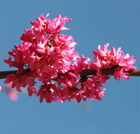 Redbud Home And Garden Information Center