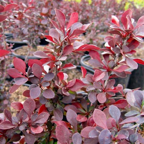 Red Japanese Barberry