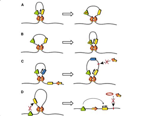 Altering The 3d Genome Architecture Disrupts Gene Expression