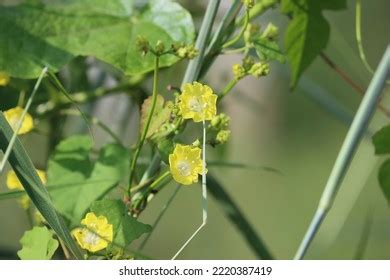 Merremia Hederacea Over 114 Royalty Free Licensable Stock Photos