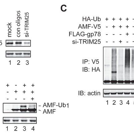 A Knockdown Of Trim Expression By Sirna Oligos B Trim Is