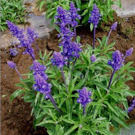 Chia Salvia Hispanica Mexican Sage 5000 Seeds Etsy