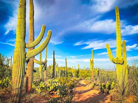 Best Things To Do In Saguaro National Park National Parks Saguaro Park