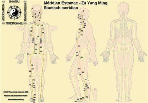 Les Points Et Méridiens Acupuncture Méridiens Principaux