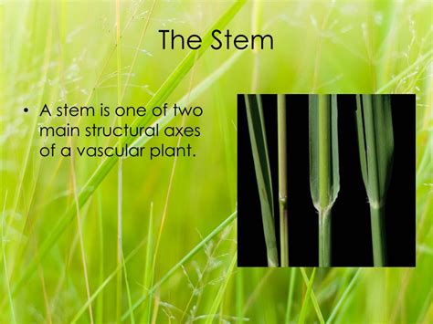 Ppt The Stem Powerpoint Presentation Free Download Id2056264