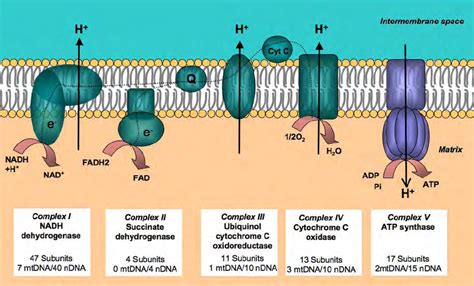 Mitochondrial Respiratory Chain For Mammals The Respiratory Chain