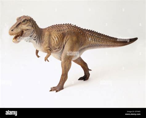 Tyrannosaurus Rex Immagini E Fotografie Stock Ad Alta Risoluzione Alamy