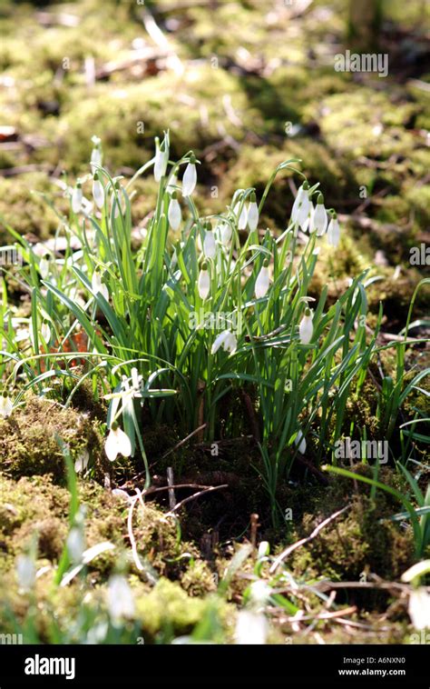 Snowdrops Galanthus Nivalis Stock Photo Alamy