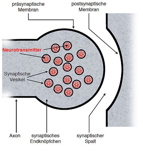 U Helmich De Synapse