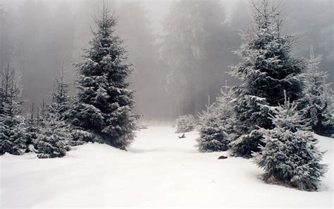 Snow Pine Woodland Nature Snowing Plant Snowcapped Mountain