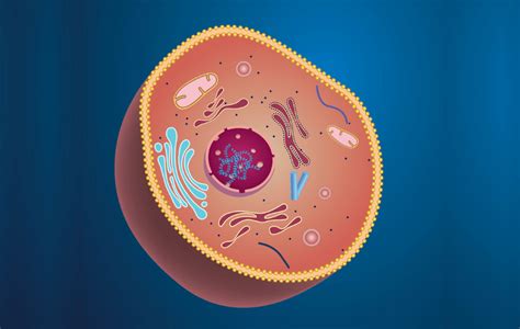 Célula eucarionte animal e suas organelas Estudar biologia em casa