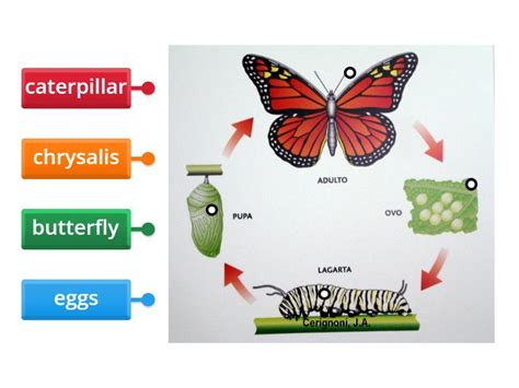 butterfly metamorphosis - Labelled diagram