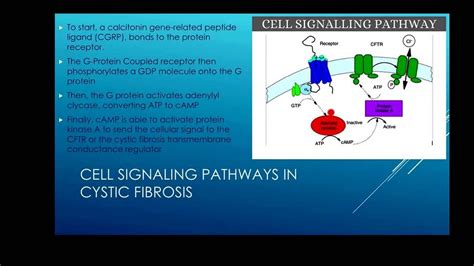 Cystic Fibrosis Cell Signaling YouTube