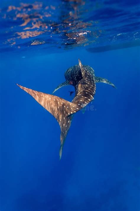 Tubarão De Baleia Typus Do Rhincodon Imagem de Stock Imagem de