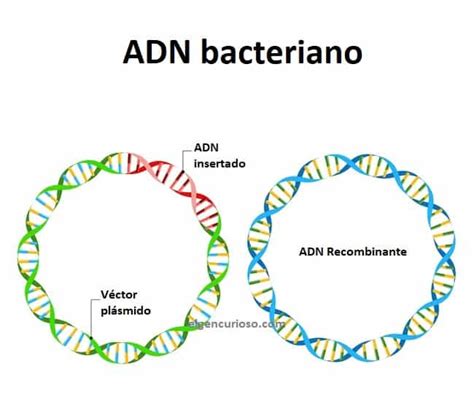 ADN recombinante Definición y ejemplos El Gen Curioso