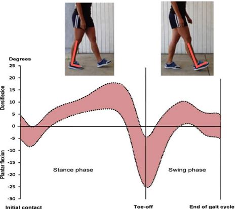 Why Is Ankle Dorsiflexion So Critical — Pinnacle Physical Therapy