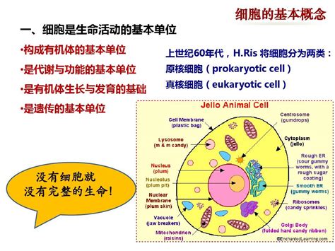 细胞生物学第二章：细胞的概念与分子基础word文档在线阅读与下载免费文档