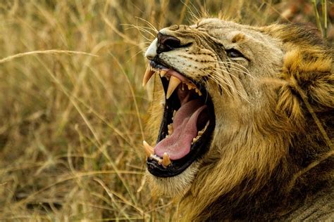 Spiritual Meaning Of Hearing A Lion S Roar During Meditation