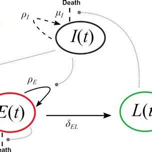 Schematic Cd T Cell Differentiation Diagram Following Immunization