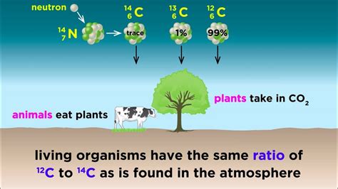 Understand How Carbon-14 Dating Works - 17 6 Radiocarbon Dating Using Radioactivity To Measure ...