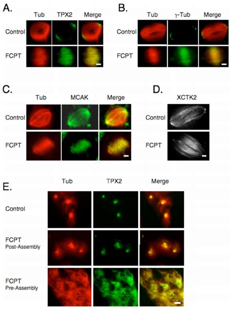 Fcpt Redistributed Tpx2 And γ Tubulin From The Spindle Pole Of Bipolar