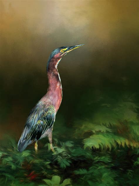 Green Heron Photograph By Phyllis Taylor Fine Art America