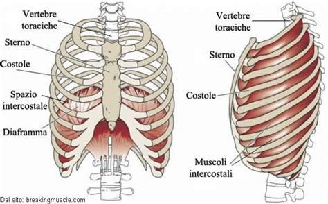 Infiammazione Cartilagine Costale Sintomi