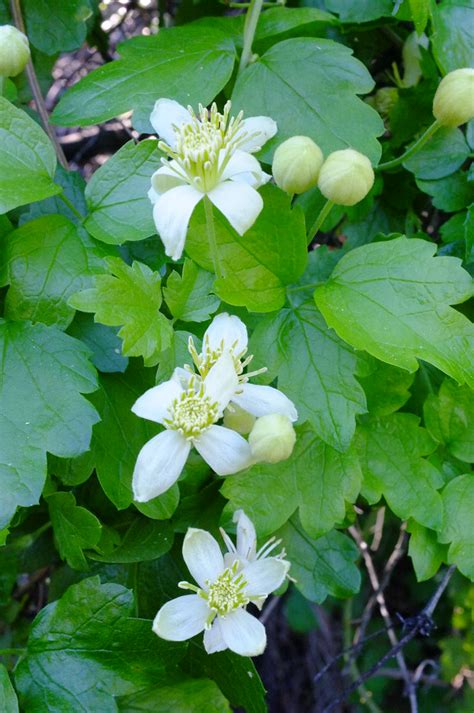 Poison Oak Flower