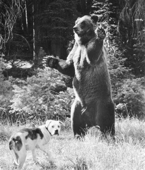 Homeward Bound: The Incredible Journey (1993)