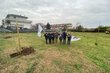 Piantati Nuovi Alberi Borgo Roma Cadidavid It