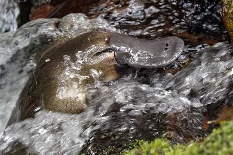 Hobarts Rivulet Platypus Dies Days After Being Found Tangled In Twine