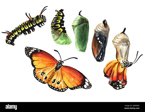 Etapas De La Metamorfosis De La Mariposa