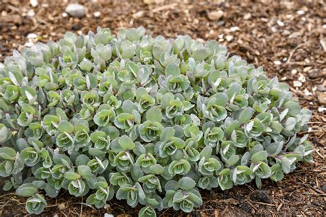 Sedum Superstar Apj Proven Winners