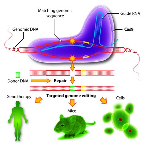 Ahora Sí Crispr Ya Está En Clínica Humana Bio Cienciatecnología