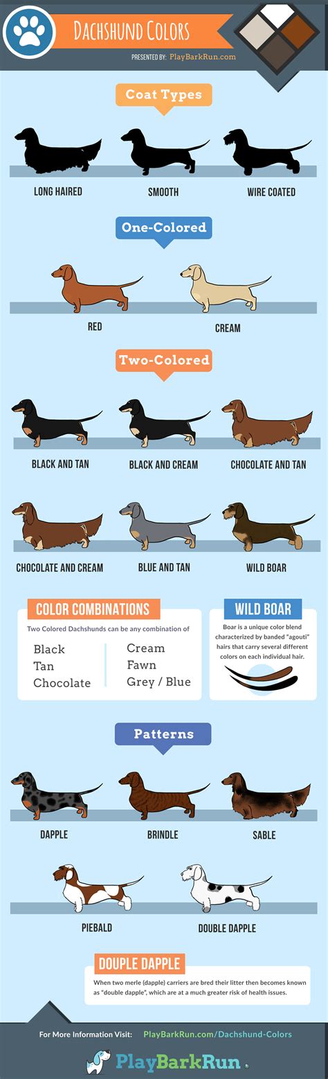 Dachshund Colors, Patterns, and Markings - PlayBarkRun