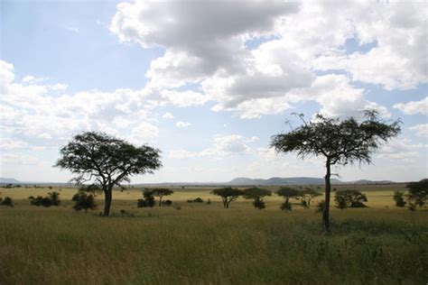 Environment - The Savanna