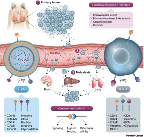 Skin Cancer Cells Vs Normal Cells