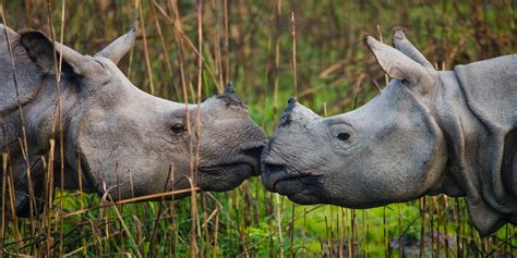 Baby Animals in the Wild: Growing Up in India, Nepal and Bhutan