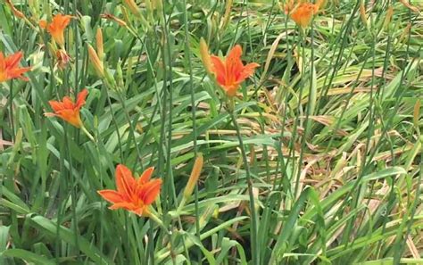 黄花菜都凉了是什么意思？ 蜜源植物 酷蜜蜂