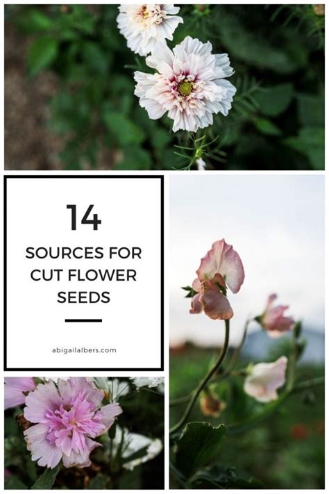 14 Places to Buy Cut Flower Seeds - Abigail Albers