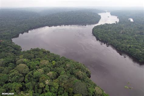 Emisi Dari Deforestasi Di Daerah Tropis Dunia Meningkat Bagaimana Di