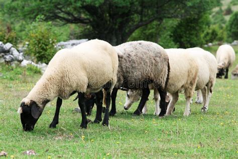 Sheep On Pasture Stock Photo Image Of Pasture Rural 38547138