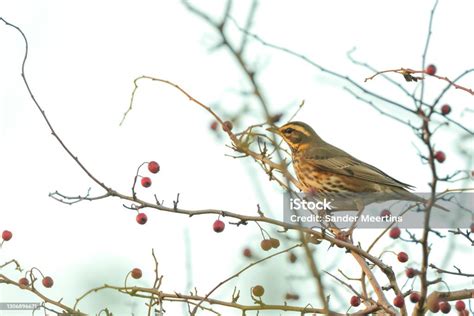 Redwing Turdus Iliacus Bird Eating Berries Stock Photo - Download Image ...