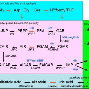 Ureide Biosynthesis Pathway And The Possible Regulations Ureide