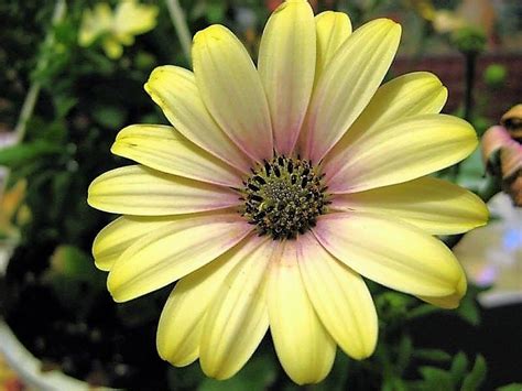 1000 Mixed African Daisy Daisies Dimorphotheca Aka Cape Marigold Flower Seeds Ebay