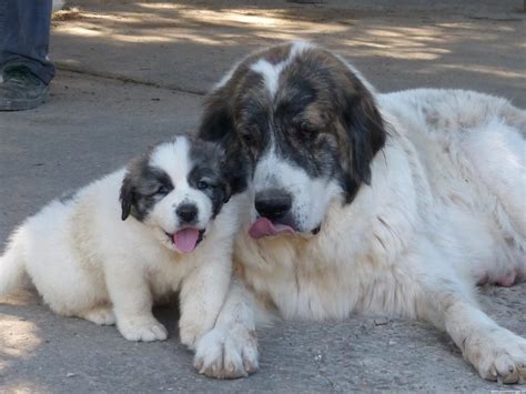 Pyrenean Mastiff Info, Puppies, Temperament, Pictures